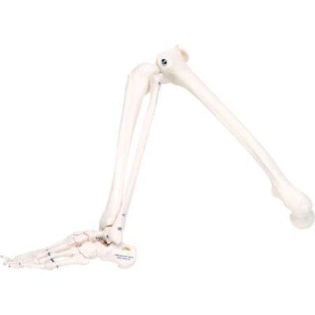 FABRICATION ENTERPRISES 3B® Anatomical Model - Loose Bones, Leg Skeleton, Right 12-4586R